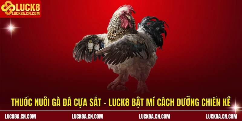 Thuốc Nuôi Gà Đá Cựa Sắt – LUCK8 Bật Mí Cách Dưỡng Chiến Kê 3 Thuốc nuôi gà đá cựa sắt
